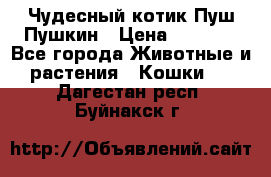 Чудесный котик Пуш-Пушкин › Цена ­ 1 200 - Все города Животные и растения » Кошки   . Дагестан респ.,Буйнакск г.